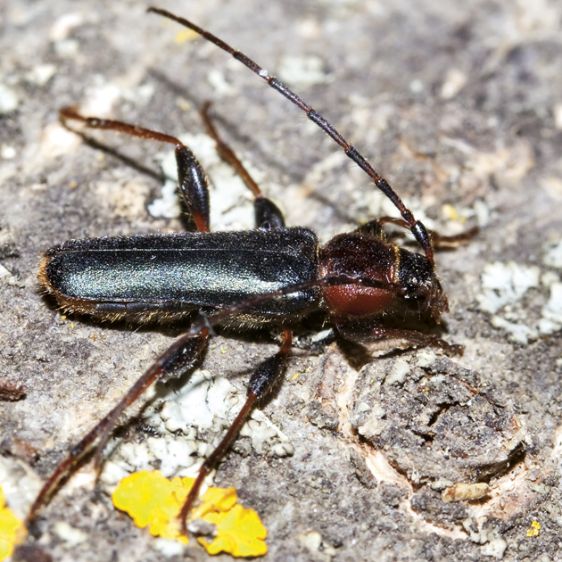 Dein NachbarLohbach: Käfer aus dem Brennholz